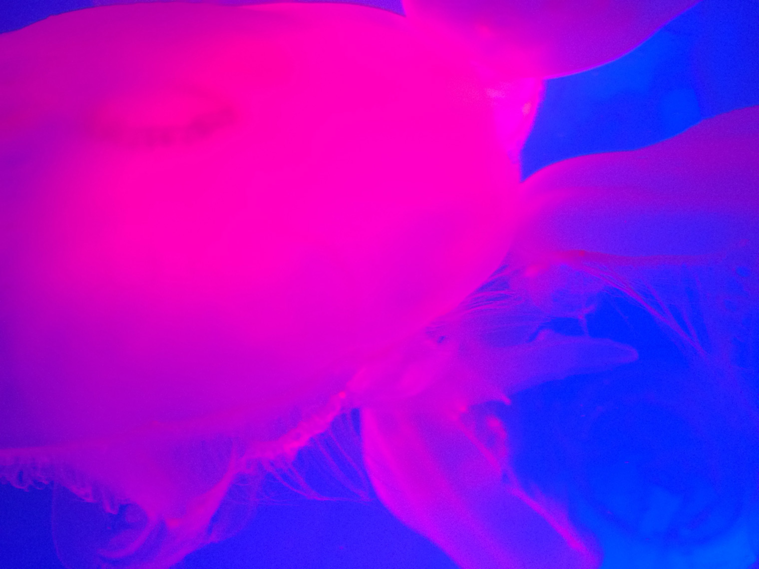 jellyfish #003