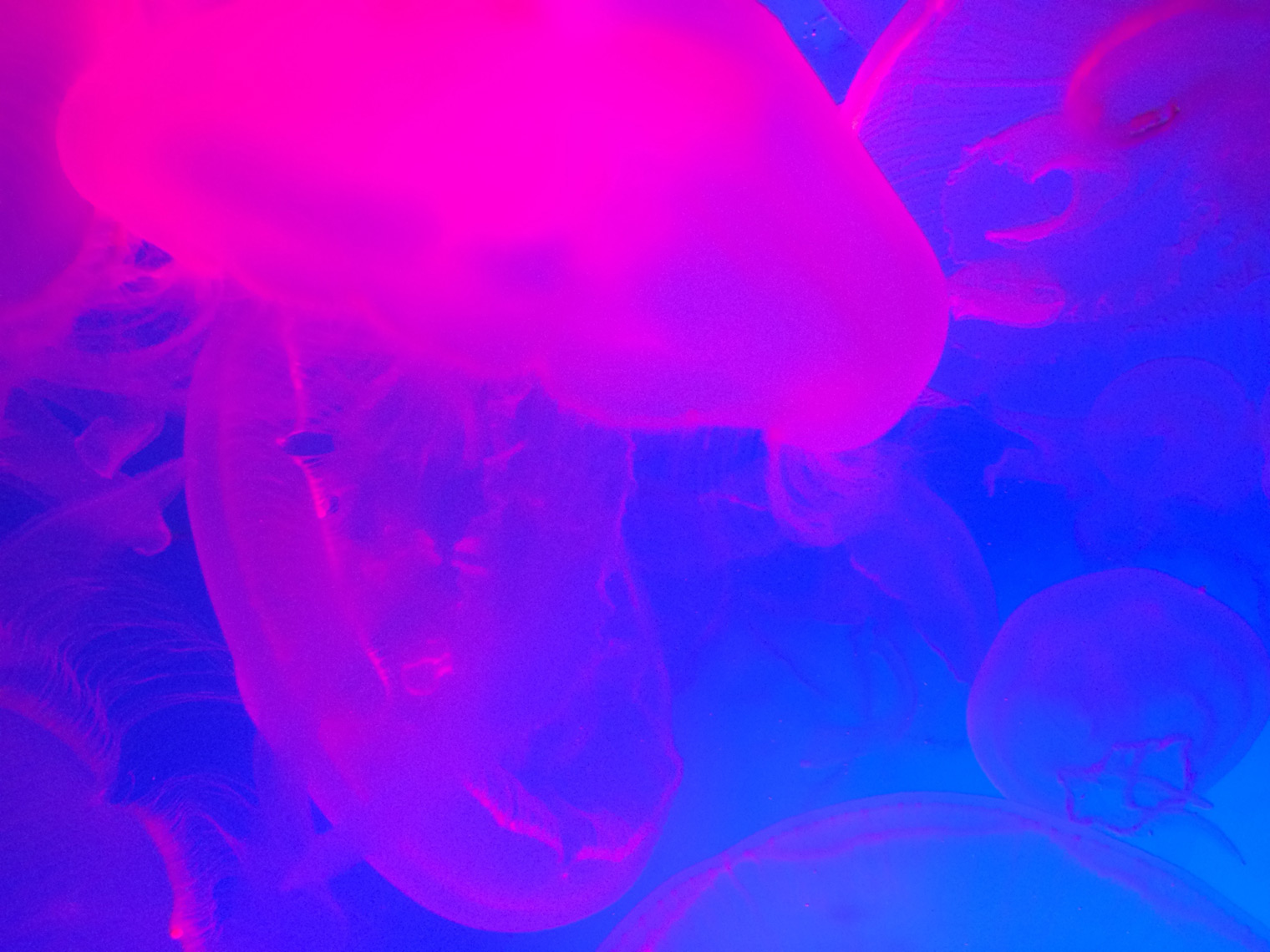 jellyfish #004
