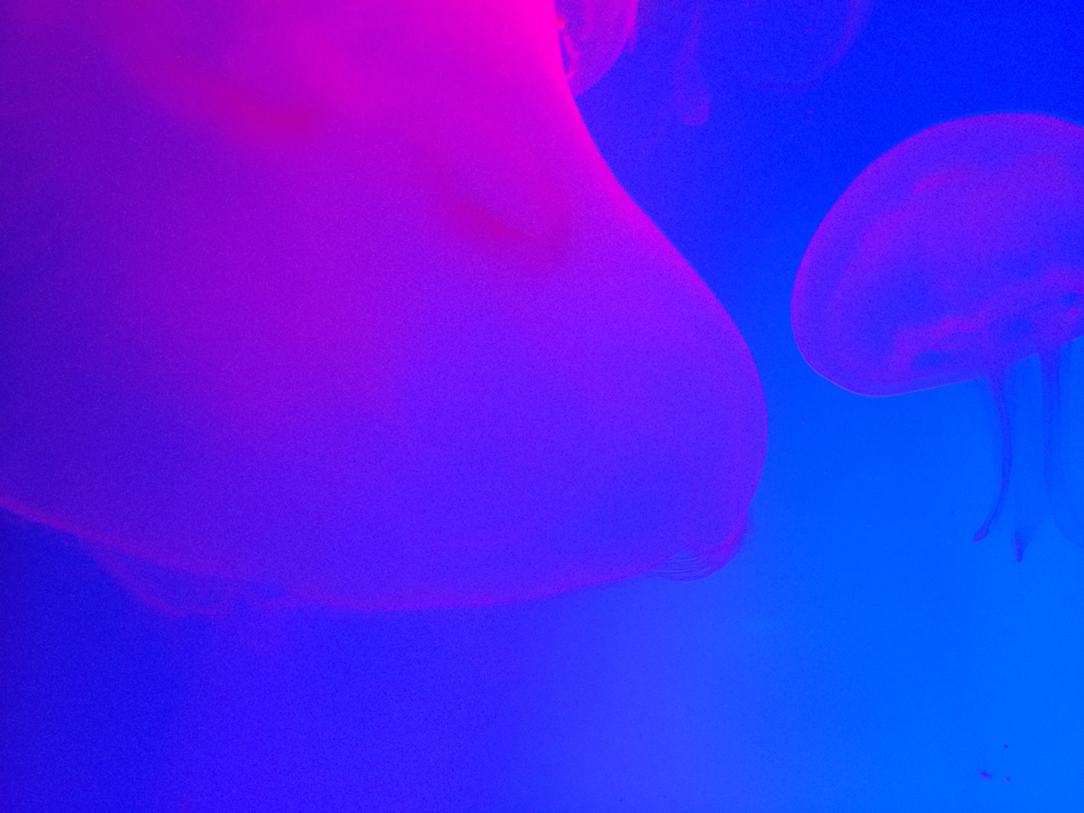 jellyfish #001